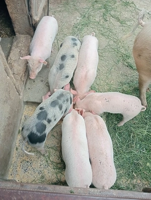 Vând purcei de 9 săptămâni 