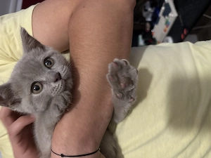 Brittish Shorthair Silver | Foarte jucăușă și iubitoare - imagine 3