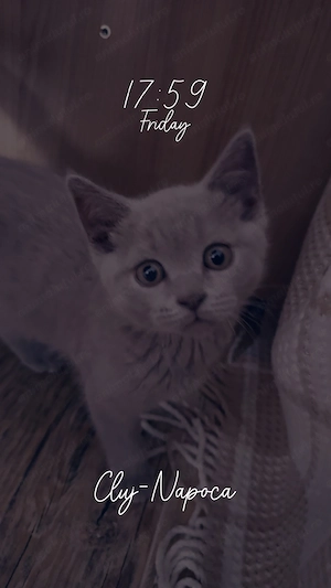 Brittish Shorthair Silver | Foarte jucăușă și iubitoare - imagine 5
