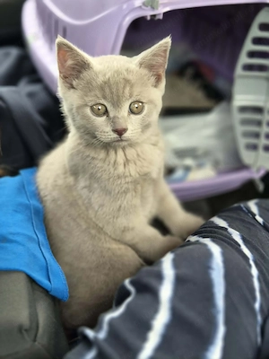 Brittish Shorthair Silver | Foarte jucăușă și iubitoare - imagine 2