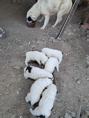 Ciobanesc de Bucovina  - imagine 4