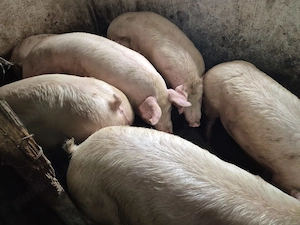 Porci de Carne 110-180kg  - imagine 2