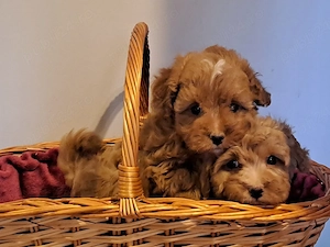 Catei Maltipoo  - imagine 2