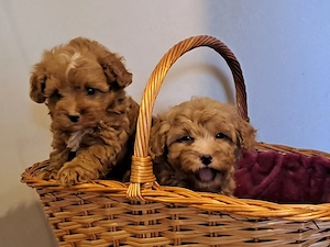 Catei Maltipoo  - imagine 4