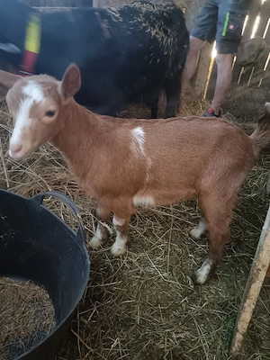 vând 2 ieduțe și un tapisor 