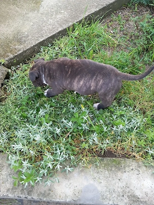 Femelă Amstaff de vânzare - imagine 4