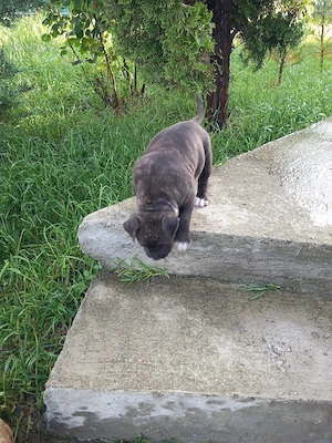 Femelă Amstaff de vânzare - imagine 3