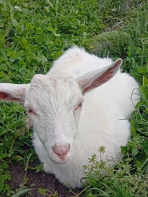 Vând Țap Sannen Ciut  și un Țap Metis Alpin Francez - imagine 2