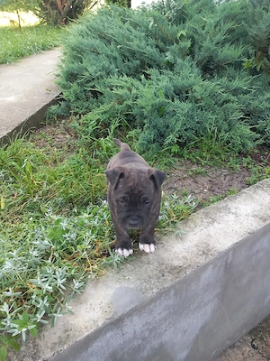 Femelă Amstaff de vânzare - imagine 2