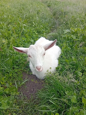 Vând Țap Sannen Ciut  și un Țap Metis Alpin Francez - imagine 3