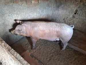 Disponibil scroafa de 120-130kg - imagine 2