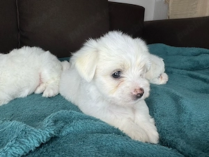 Bichon maltez mini toy - puiuț - imagine 5