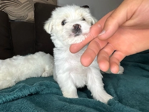 Bichon maltez mini toy - puiuț - imagine 3