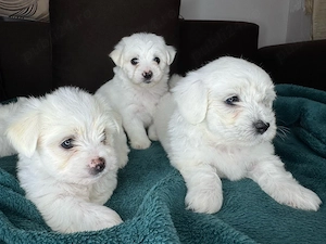 Bichon maltez mini toy - puiuț - imagine 4