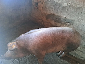 Disponibil scroafa de 160-170kg - imagine 2