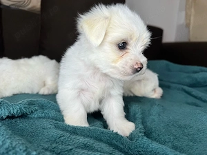 Bichon maltez mini toy - puiuț - imagine 2