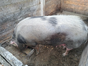 Disponibil scroafa de 330-350kg