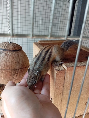 pui veverite siberiene 