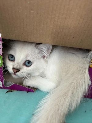 Motanel british shorthair silver  - imagine 3