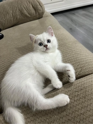Motanel british shorthair silver  - imagine 4