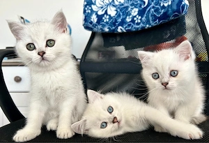 Motanel british shorthair silver  - imagine 2