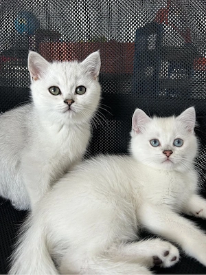 Motanel british shorthair silver  - imagine 5