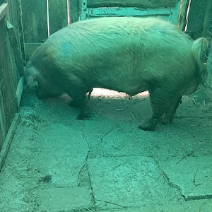 Vând vier duroc pentru reproducție 