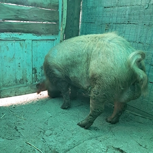 Vând vier duroc pentru reproducție  - imagine 2