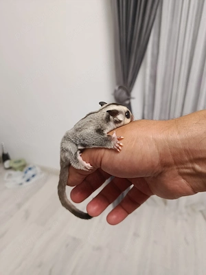 pui veverita sugar glider 