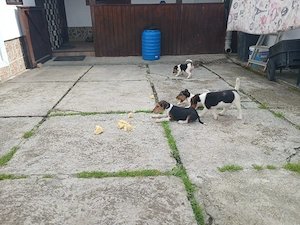 Vând caței fox terrieri