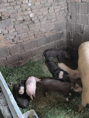 purceii de vânzare 8 buc.