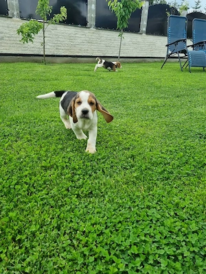 Beagle tricolor  - imagine 3