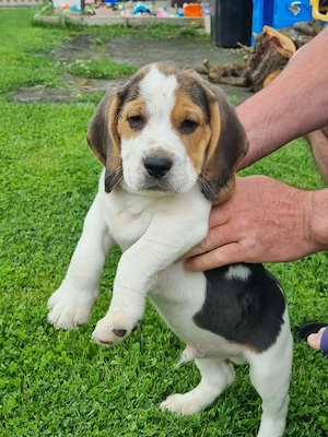 Beagle tricolor  - imagine 2
