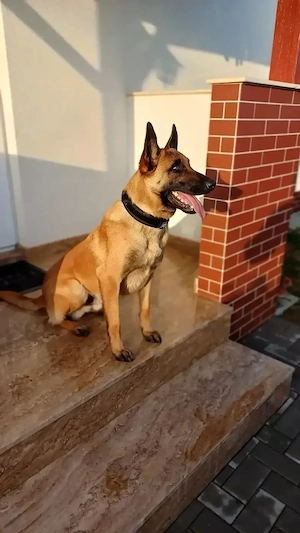 Ciobanesc belgian malinois