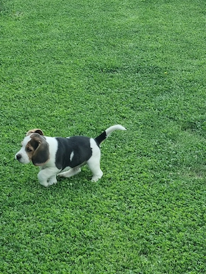 Beagle tricolor  - imagine 4