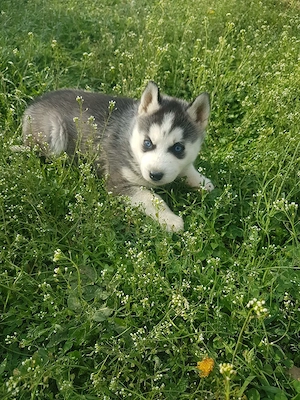 Catel Husky