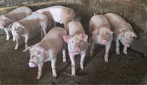 porci de rasa 