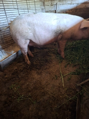 vand porc de carne 