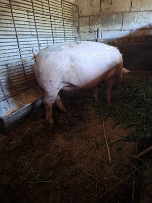 vand porc de carne  - imagine 3