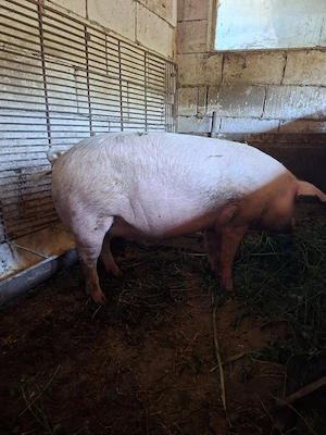 vand porc de carne  - imagine 4