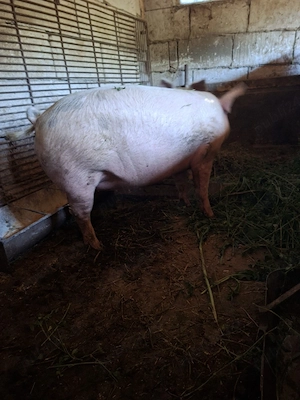 vand porc de carne  - imagine 2