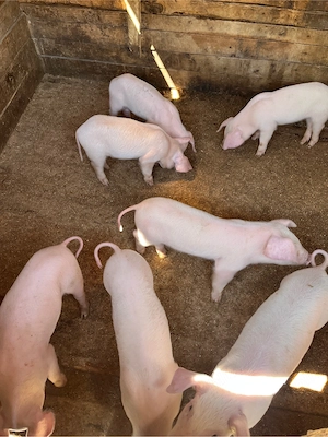     Vând purcei Landrace   sănătoși, 1 lună   preț bun! - imagine 3