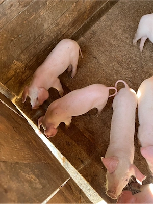     Vând purcei Landrace   sănătoși, 1 lună   preț bun! - imagine 2