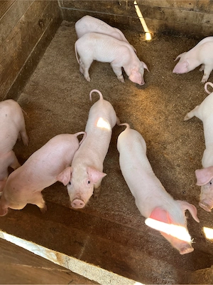     Vând purcei Landrace   sănătoși, 1 lună   preț bun! - imagine 4