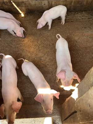     Vând purcei Landrace   sănătoși, 1 lună   preț bun! - imagine 5