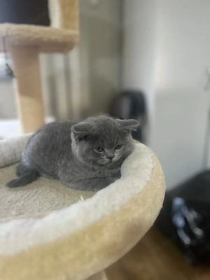Pui British Shorthair - imagine 2