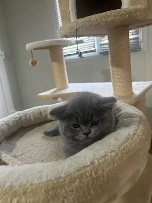 Pui British Shorthair - imagine 3