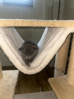 Pui British Shorthair - imagine 5