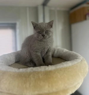 Pui British Shorthair - imagine 4