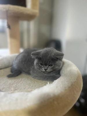 Pui British Shorthair